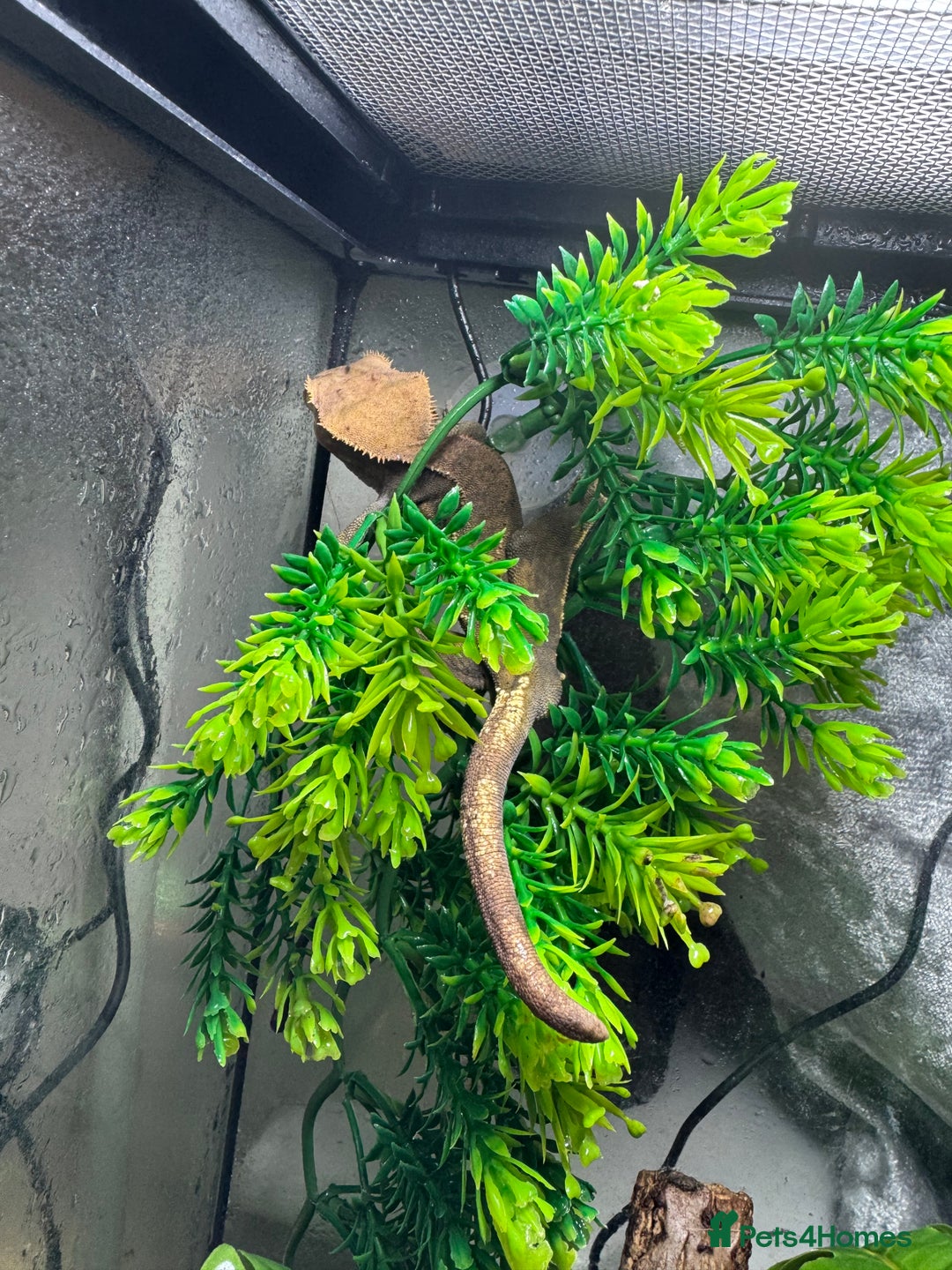 Gecko reptiles for sale: Crested gecko with enclosure  - Image 11