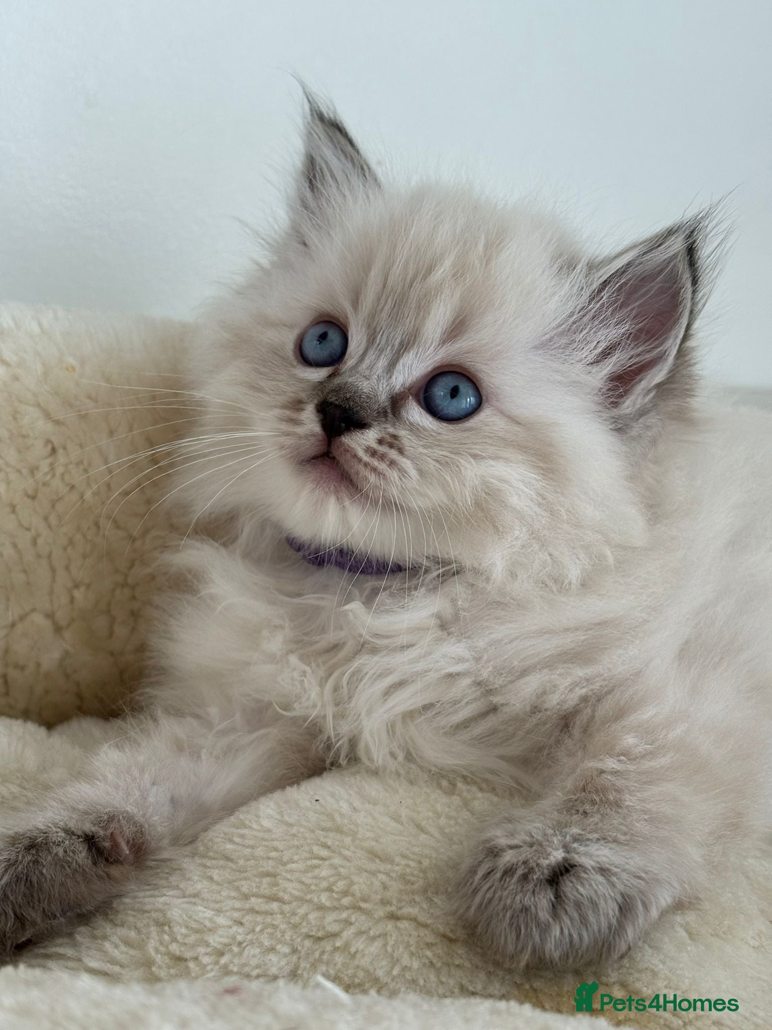 Ragdoll cats 💙🐾 2 Stunning TICA Ragdoll Boys 🐾💚 - Advert 2