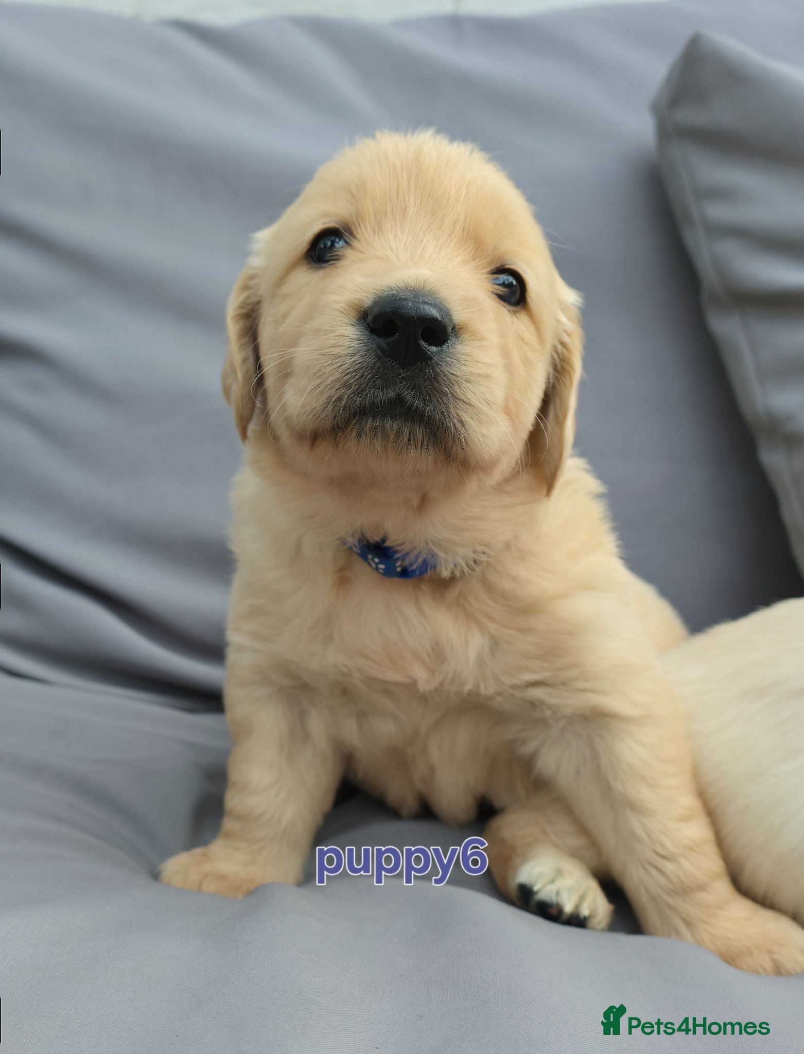 Golden Retriever dogs 5* Golden Retriver puppies - Advert 2