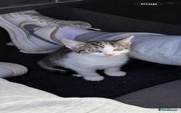Bengal cats for sale: 3 kittens for sale  - Image 2