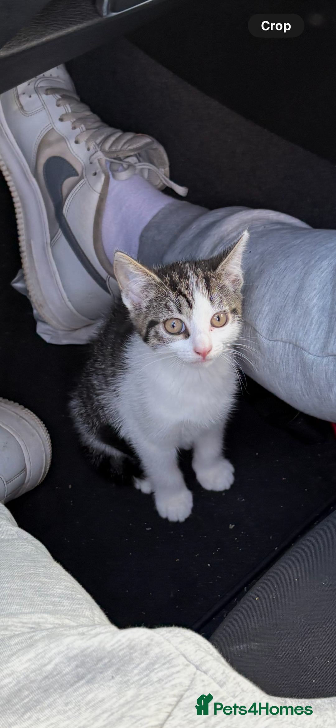 Bengal cats for sale: 3 kittens for sale  - Image 2