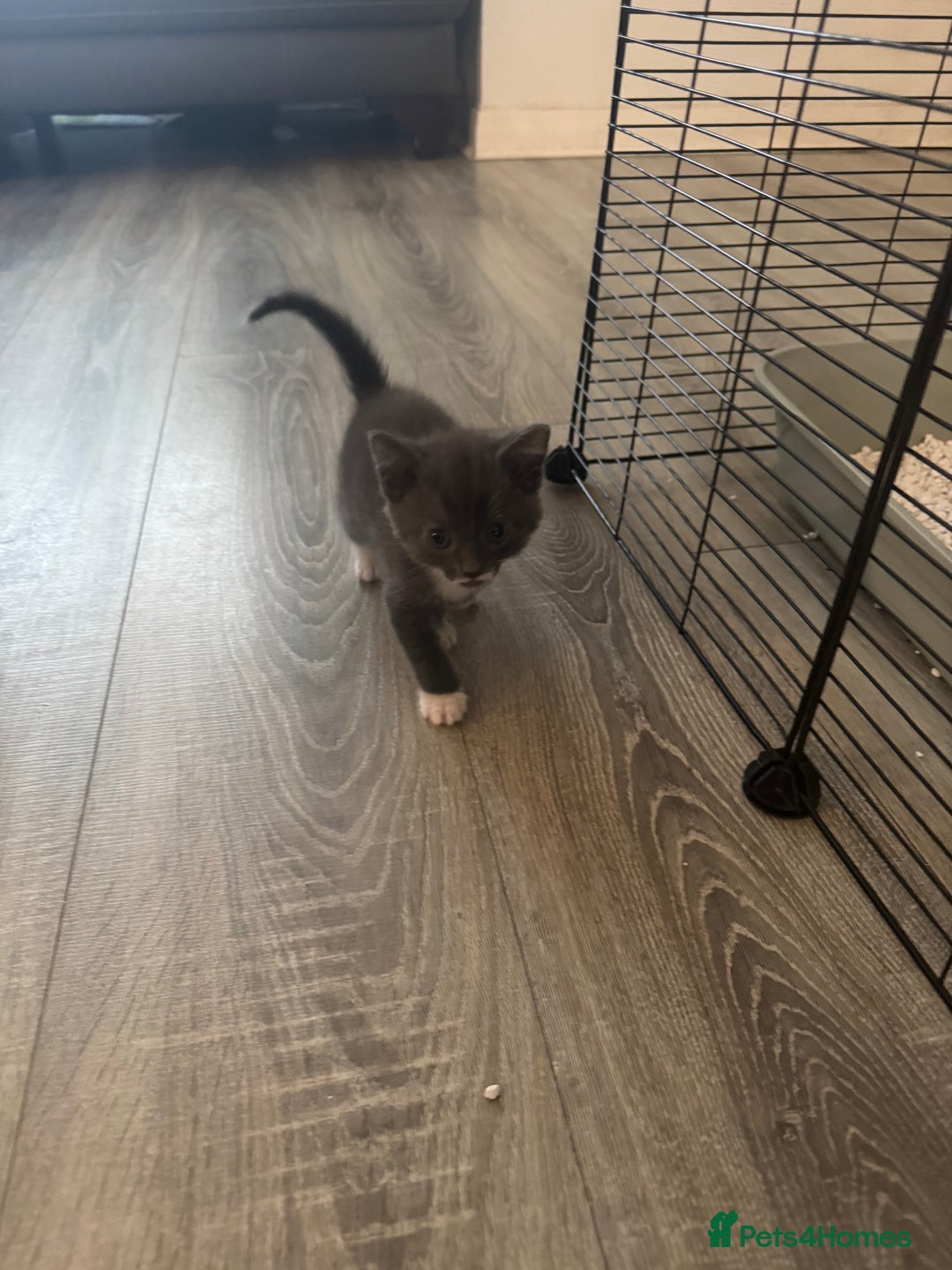 Mixed Breed cats for sale: 3 beautiful grey kittens  - Advert 3