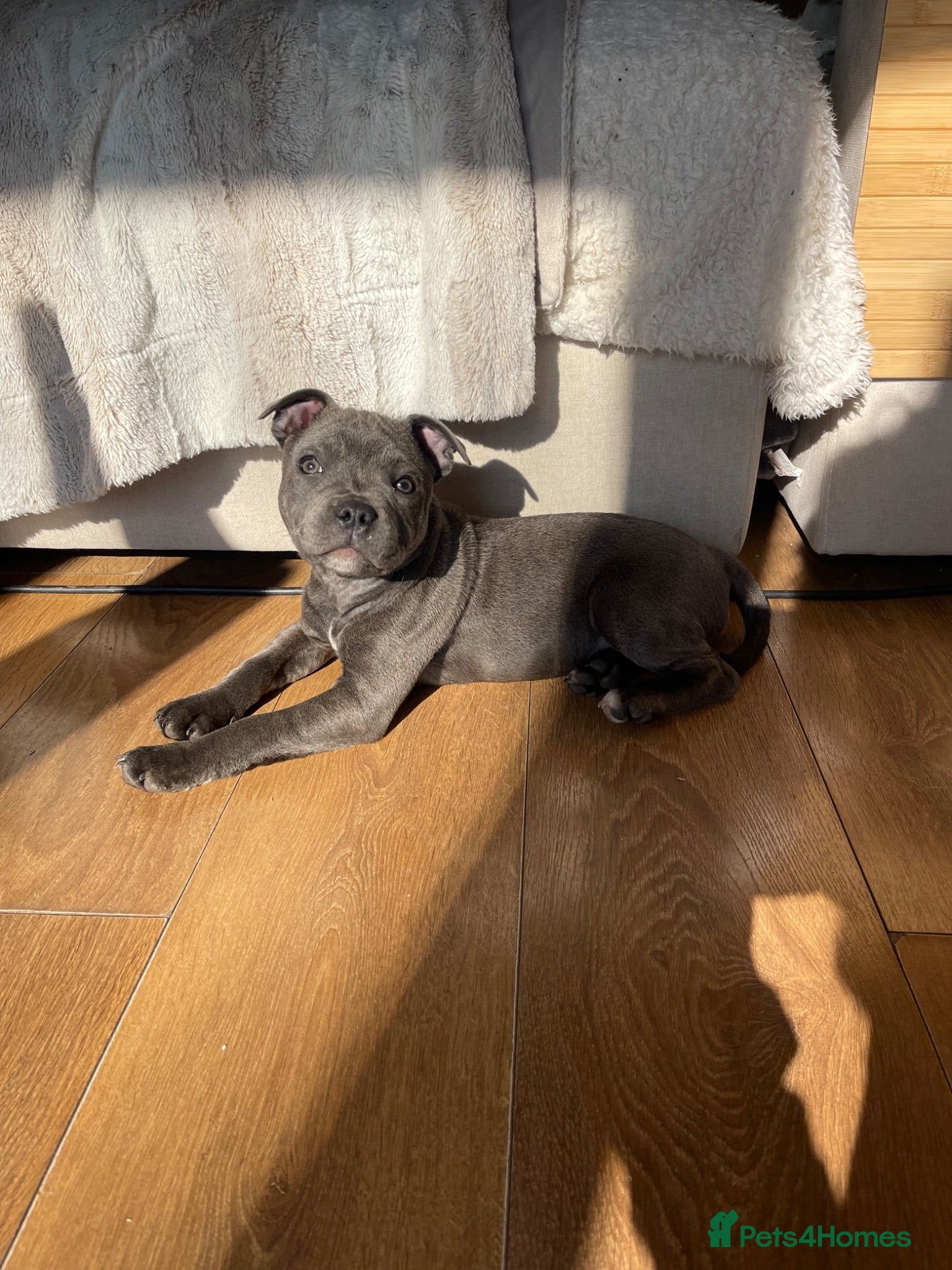 Staffordshire Bull Terrier dogs Beautiful Blue staffy girl full pedigree KC REG - Advert 9