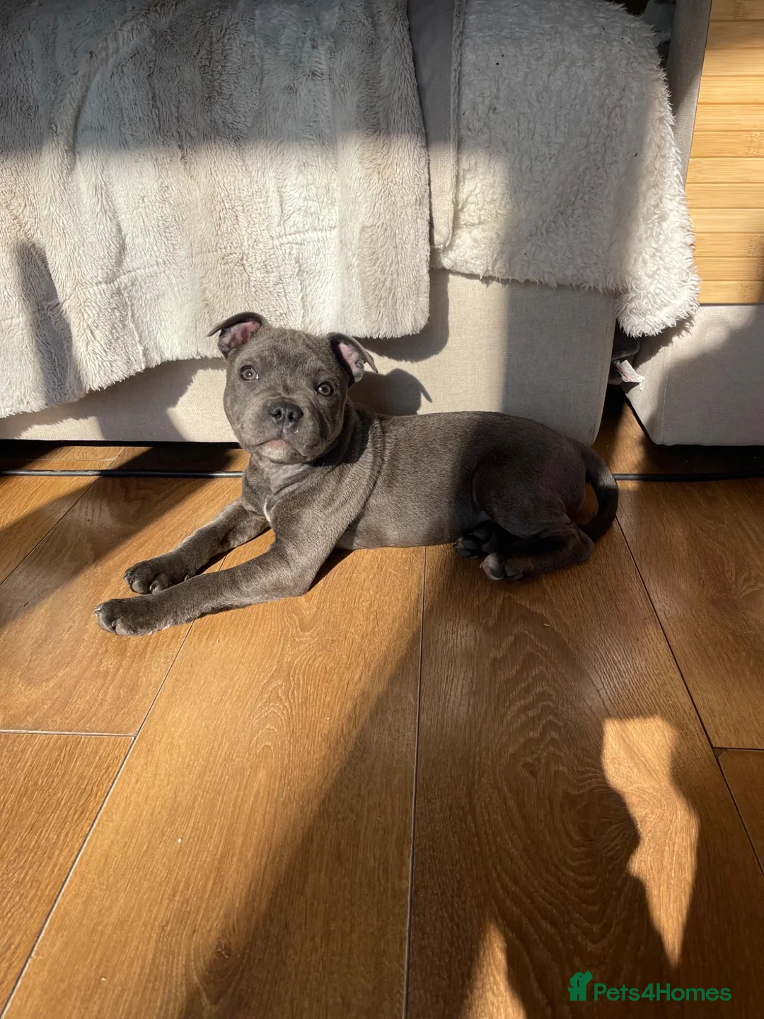 Staffordshire Bull Terrier dogs for sale: Beautiful Blue staffy girl full pedigree KC REG - Advert 1