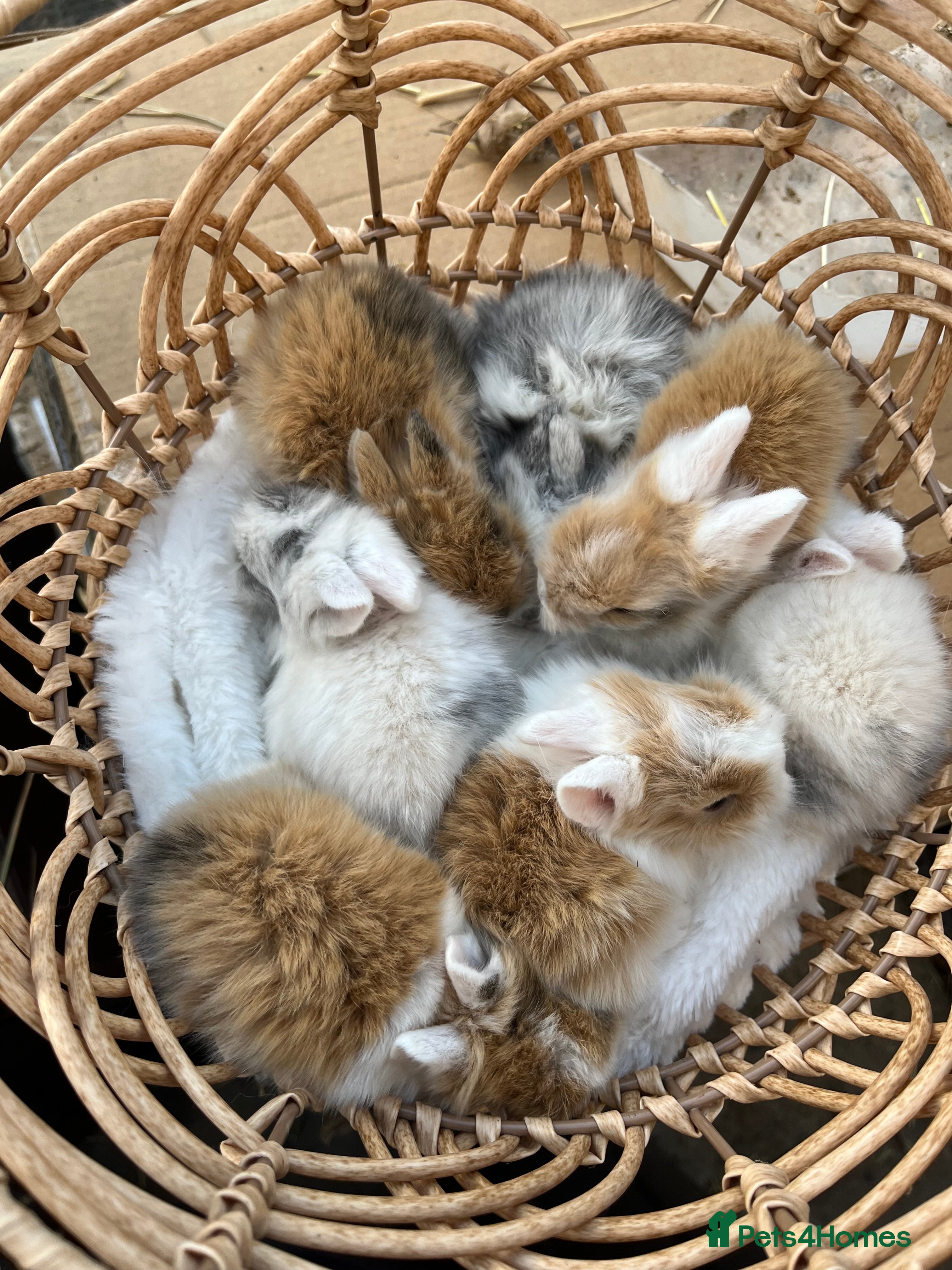 Lionhead rabbits 7 lionhead babies  - Advert 4