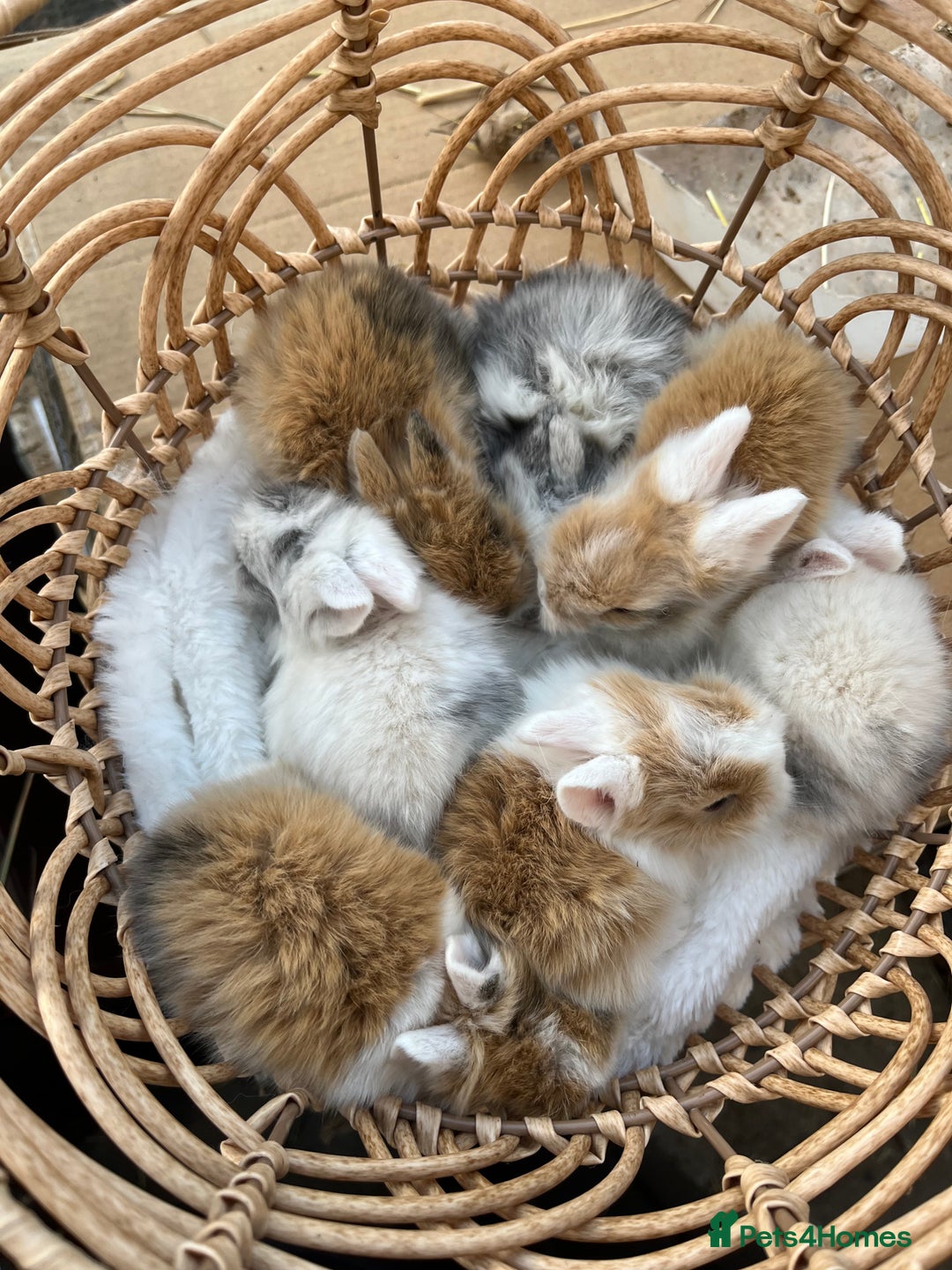 Lionhead rabbits for sale: 7 lionhead babies  - Advert 1