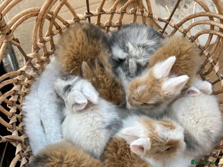 Lionhead rabbits 7 lionhead babies - Advert 3