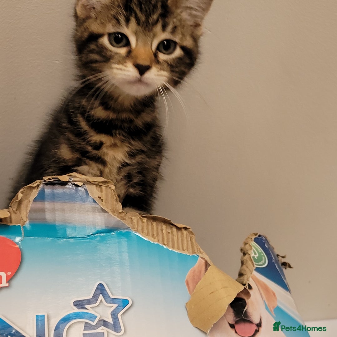 Mixed Breed cats for sale: Playful kittens 🐱 🩷 - Advert 7