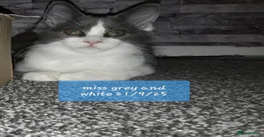 Ragcoon cats - Advert 16