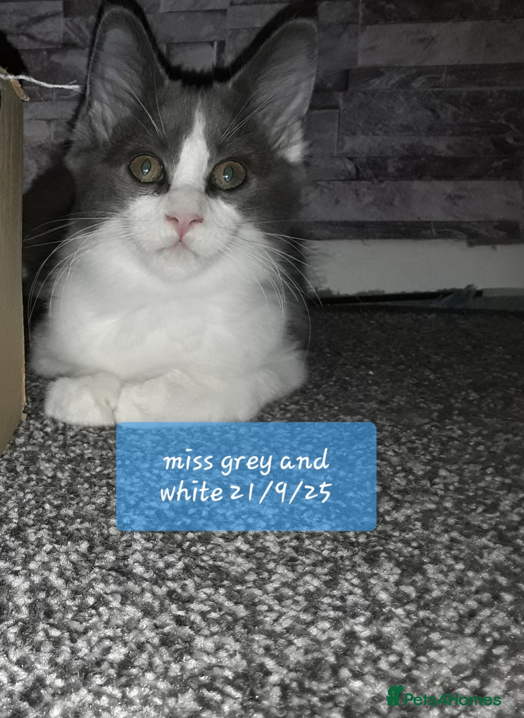 Ragcoon cats for sale: FINAL REDUCTION £300  Stunning, chunky ragcoons  - Image 9