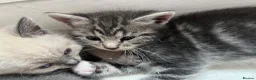 Russian Blue cats for sale: 🐾 Russian Blue Kittens – 5 Beautiful Females 🐾 - Advert 5