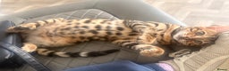 Bengal cats for sale: Bengal - Advert 4
