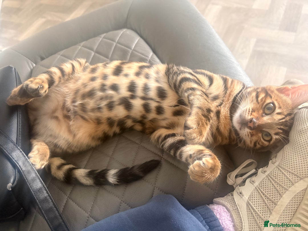 Bengal cats for sale: Bengal - Advert 4