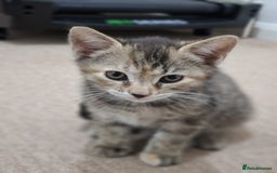 British Shorthair cats for sale: Kitten for sale . - Image 3