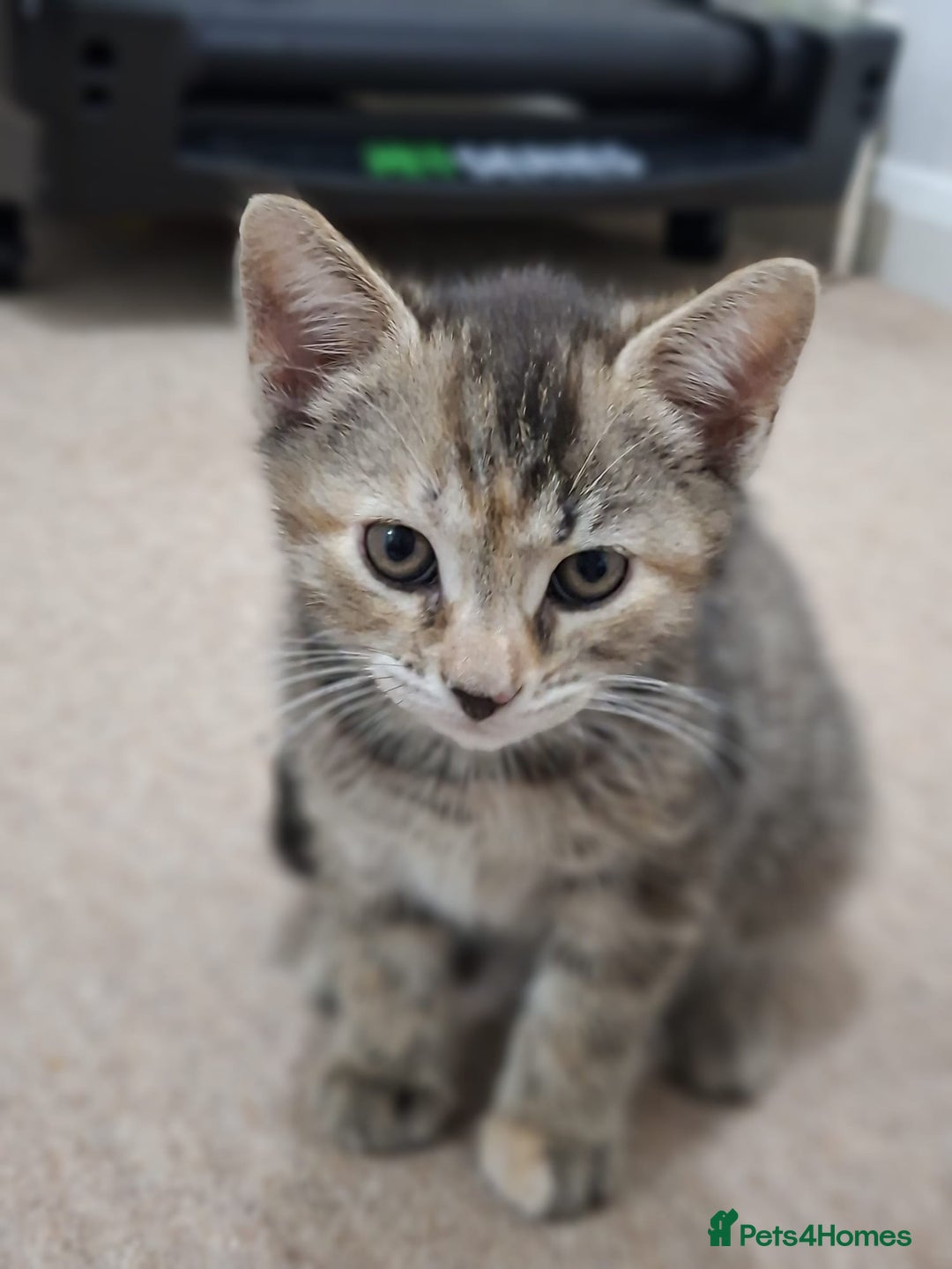 British Shorthair cats for sale: Kitten for sale . - Image 3