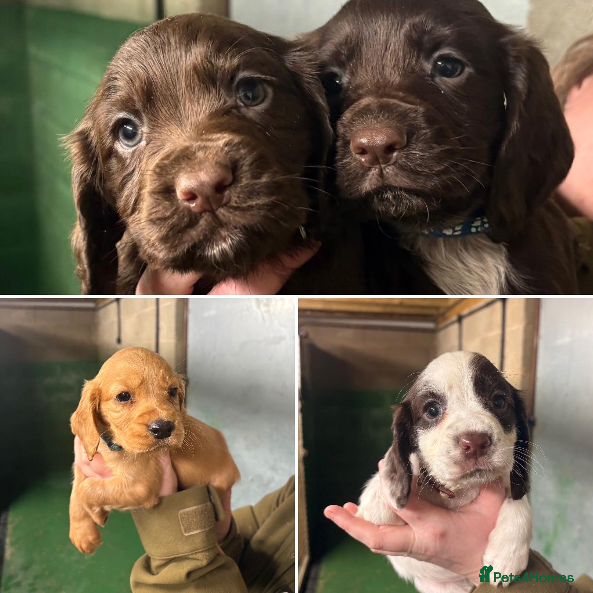 Cocker Spaniel dogs 🐾 Adorable Cocker Spaniel Puppies For Sale! 🐾 - Advert 15