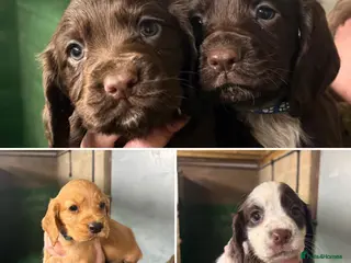 Cocker Spaniel dogs 🐾 Adorable Cocker Spaniel Puppies For Sale! 🐾 - Advert 15