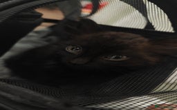 British Longhair cats for sale: Affectionate kitten for sale - Image 3