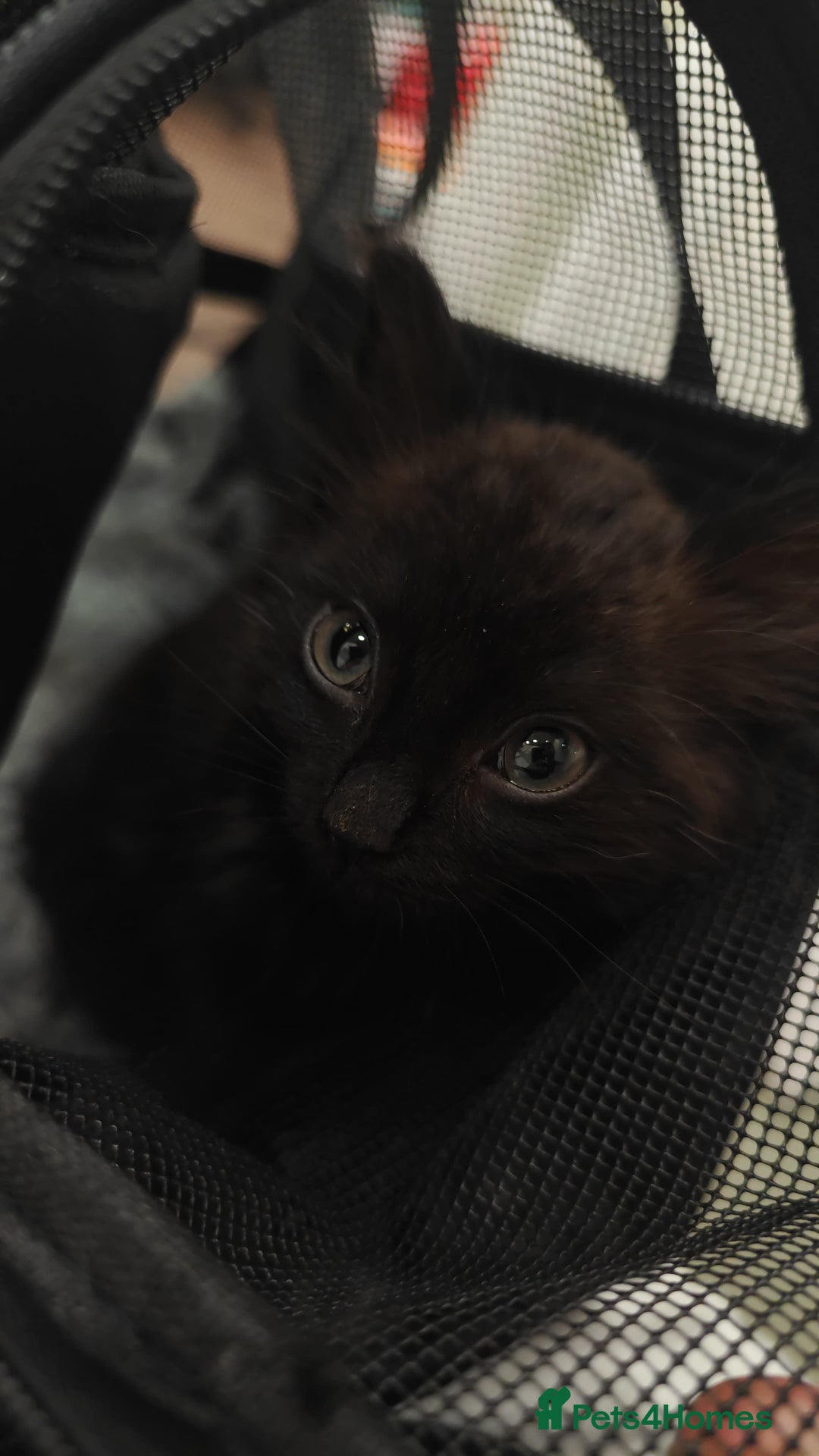 British Longhair cats for sale: Affectionate kitten for sale - Image 3