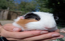 Guinea Pig rodents for sale: 2 bonded female  guinea pigs for sale  - Image 4