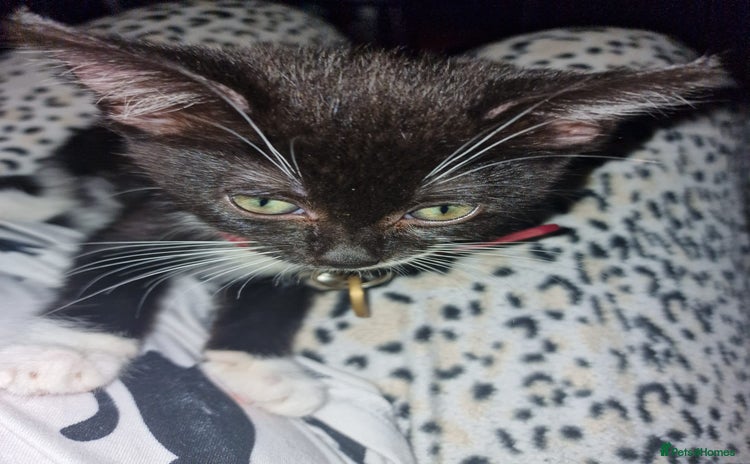 Domestic Shorthair cats - Advert 1