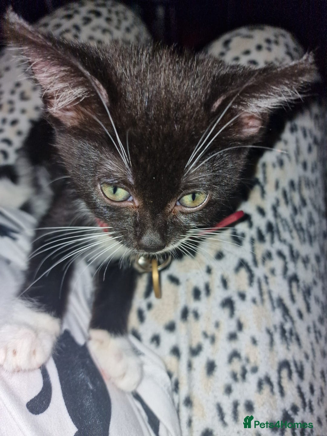 Domestic Shorthair cats for sale: Looking for her forever home  - Image 1