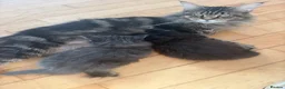 Maine Coon cats for sale: Big & Chuncky Maine coon kittens in Braintree - Advert 7