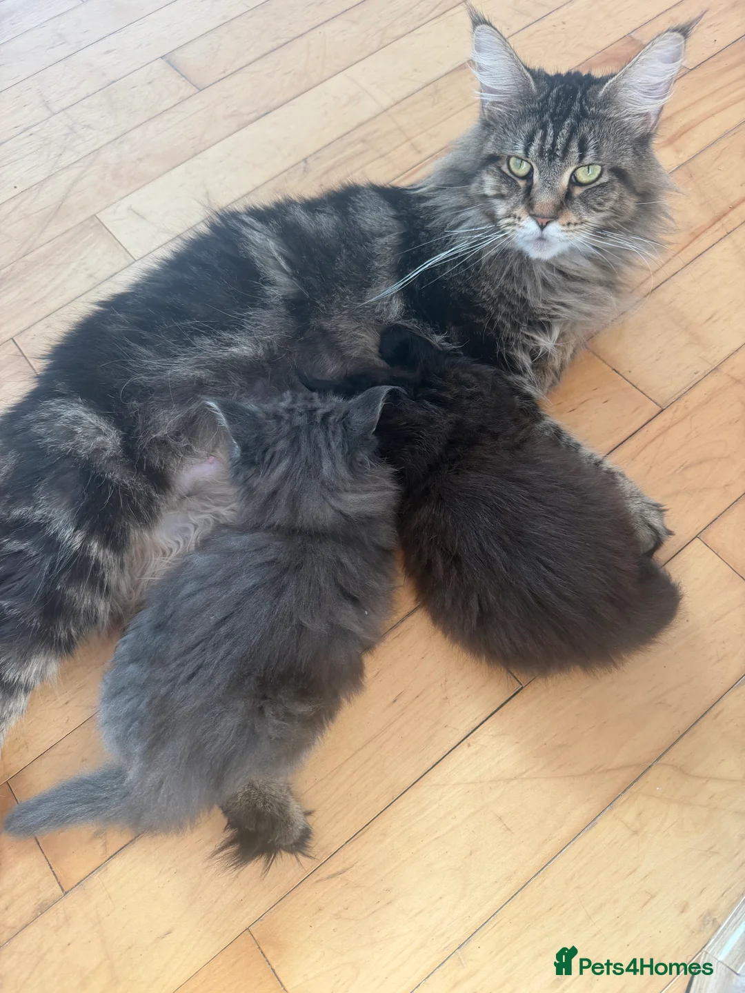Maine Coon cats for sale: Big & Chuncky Maine coon kittens in Braintree - Advert 7