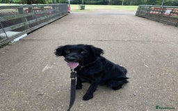 Mixed Breed dogs for sale: Sprollie pup - Image 1