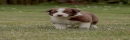 Border Collie dogs for stud: Pure breed Blue merle border collie for stud only - Advert 10