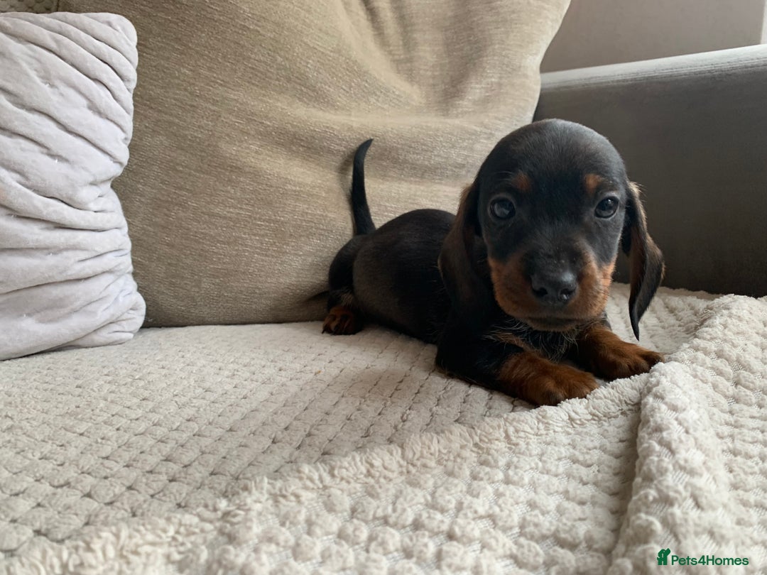 Dachshund dogs for sale: 🌈🌈rainbow litter 🌈🌈 - Image 3