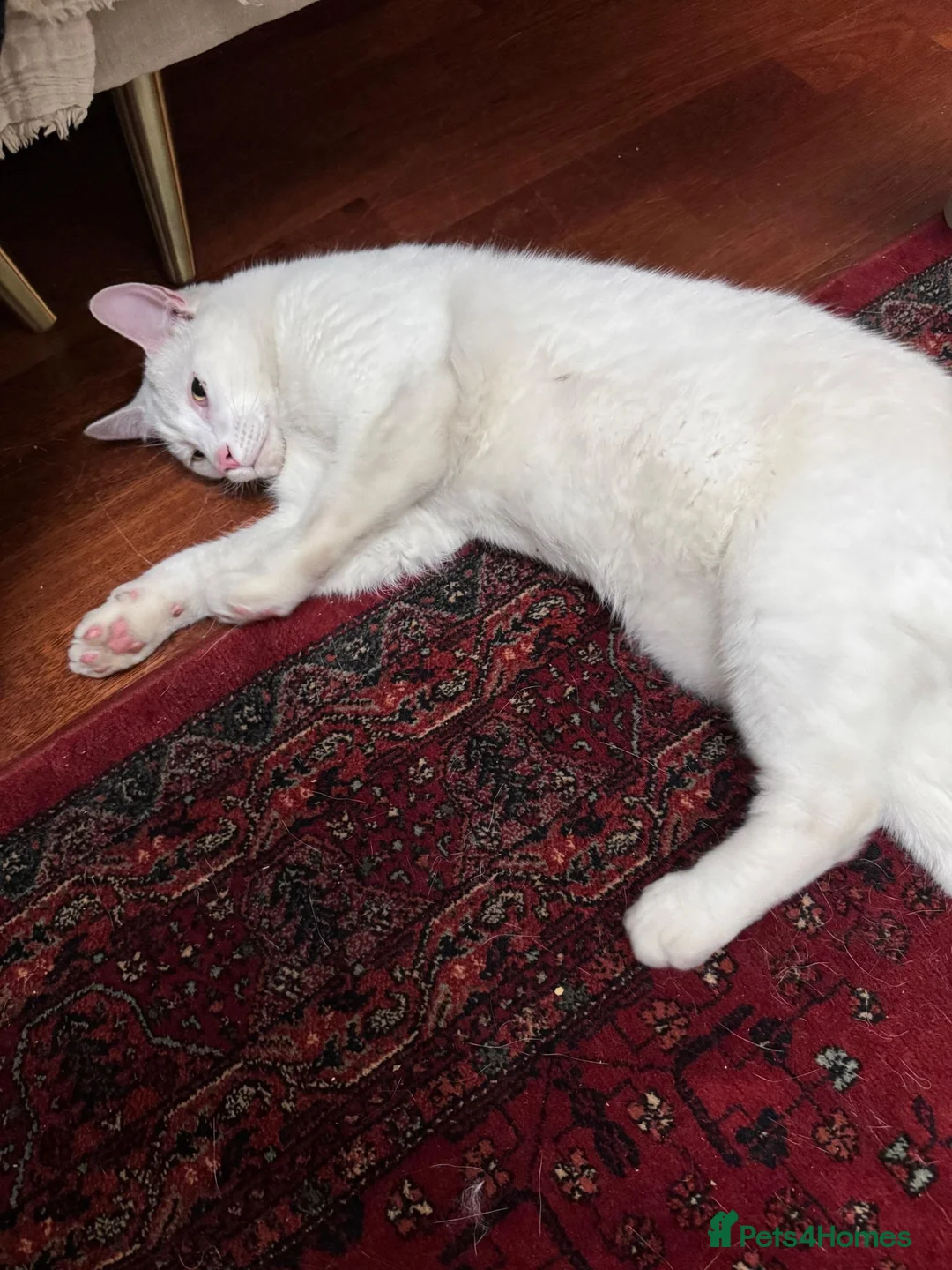 Mixed Breed cats for sale: Friendly and playful leo - Advert 2