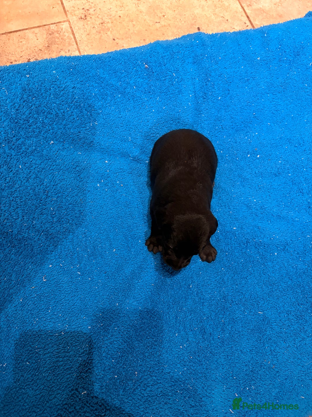 Mixed Breed dogs for sale: F1 Whippet x Bedlington terrier  - Image 8