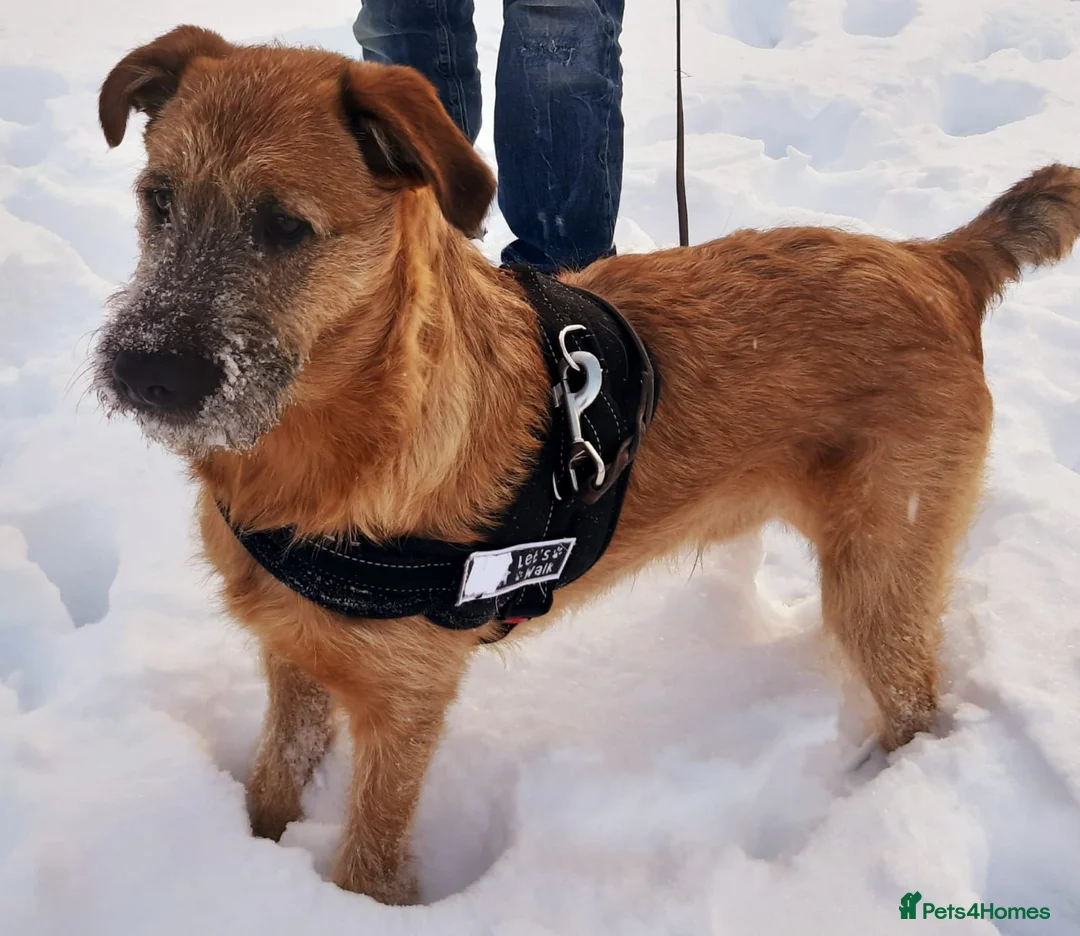 Mixed Breed dogs for adoption: 💙NIKE💙7 month old boy who lives with 17 cats🐱😍 - Advert 3