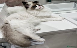 Ragdoll cats for sale: RARE TICA ENTIRE MALE SEAL POINT BICOL CHAMP BLOOD - Image 5