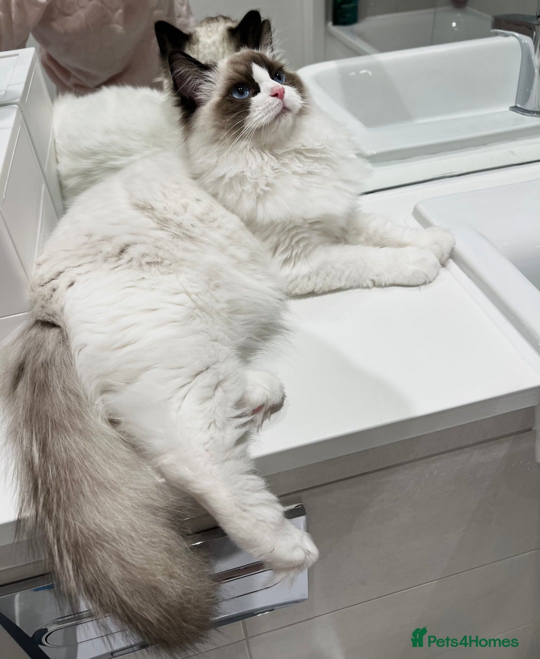 Ragdoll cats for sale: RARE TICA ENTIRE MALE SEAL POINT BICOL CHAMP BLOOD - Image 5