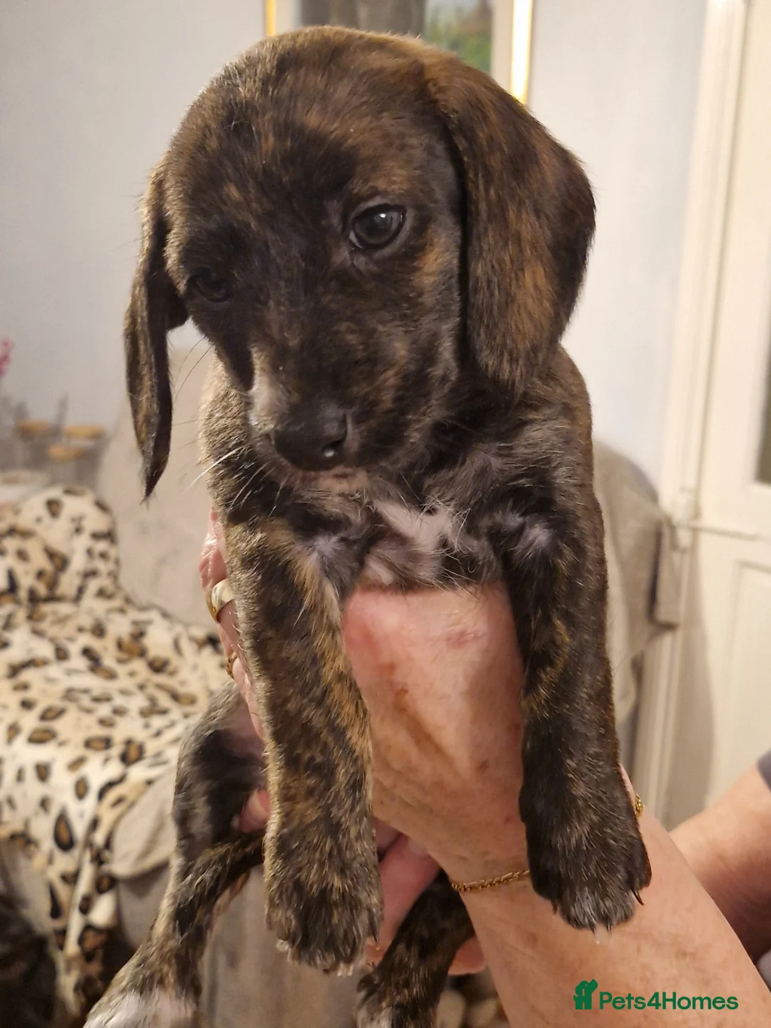 Mixed Breed dogs for sale: Adorable puppies for sale - Advert 5