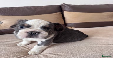 French Bulldog dogs - Advert 14