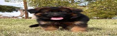 German Shepherd 6