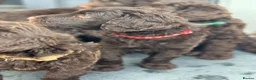 Labradoodle dogs for sale: Labradoodles 11th plus generation  - Advert 27