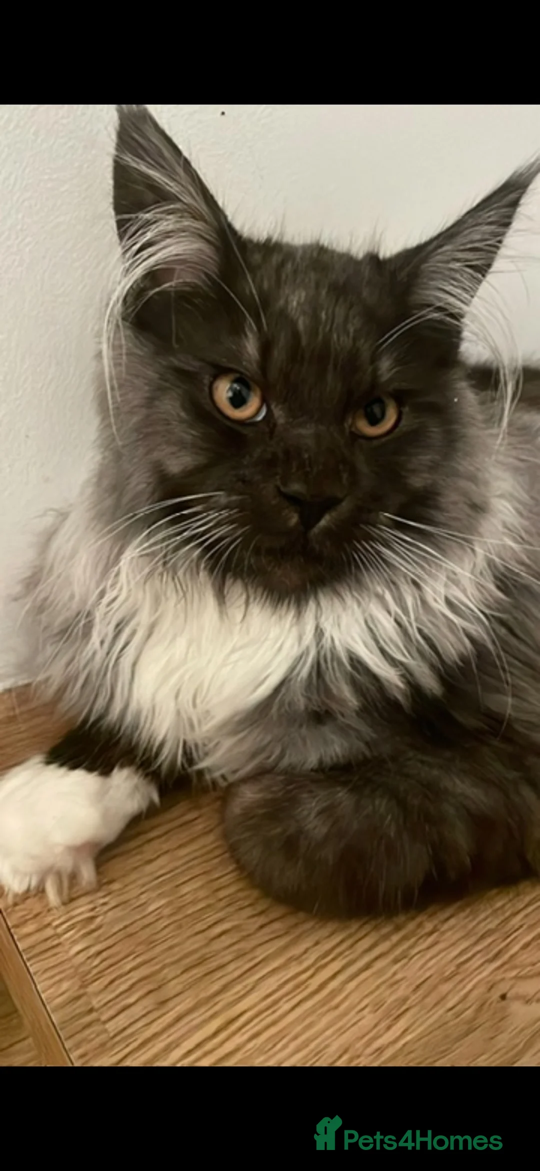 Maine Coon cats for sale: Very very sad sale in Liversedge - Advert 2