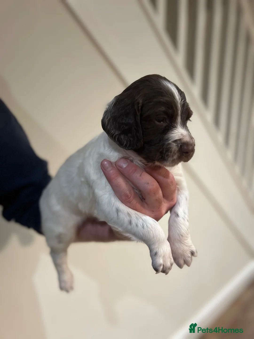 English Springer Spaniel dogs for sale: Well bred springer pups  - Advert 2