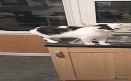 Mixed Breed cats for sale: Four beautiful black and white kittens  - Image 5