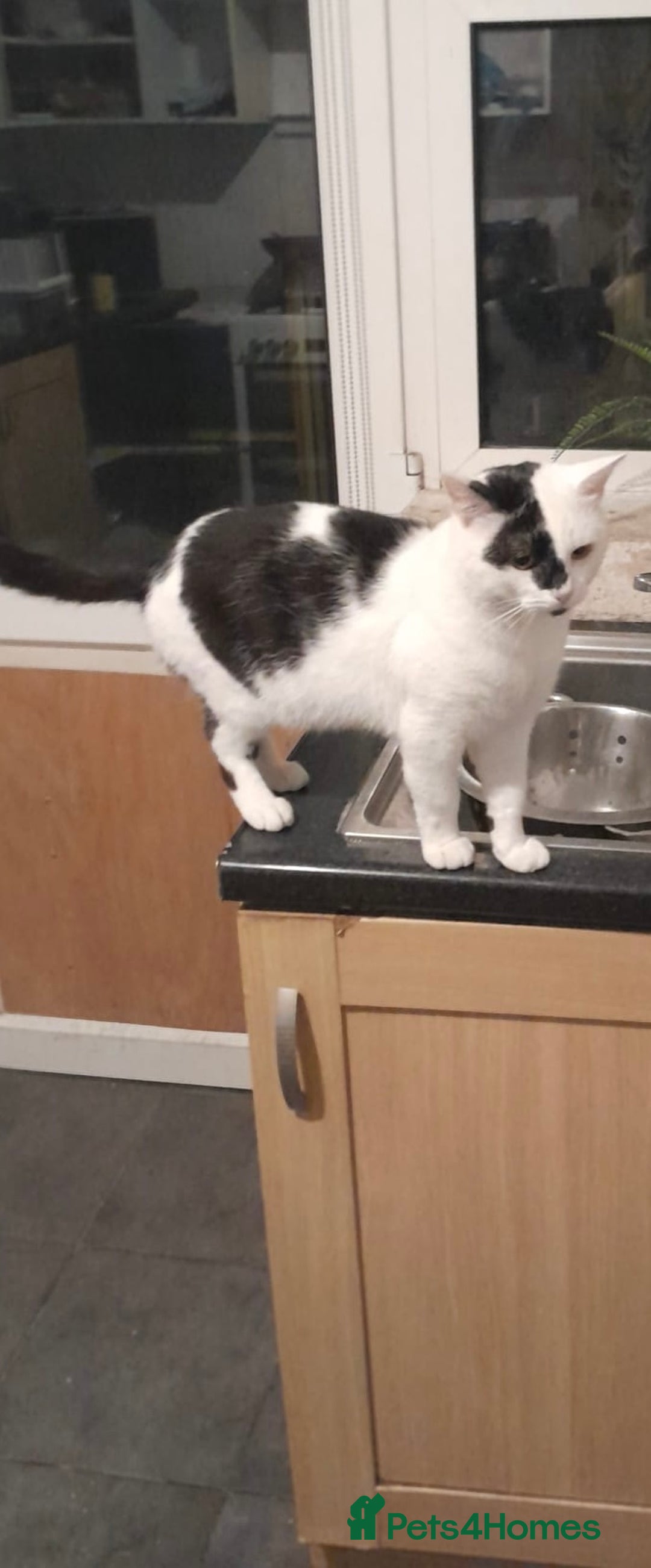 Mixed Breed cats for sale: Four beautiful black and white kittens  - Image 5
