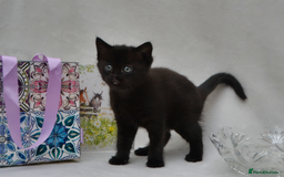 Mixed Breed cats for sale: Maine-Coone/Bombay Mixed Kitten - Image 2