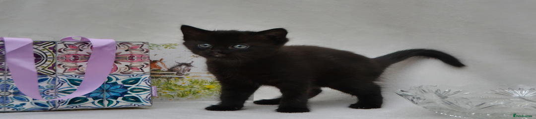 Mixed Breed Kitten 1