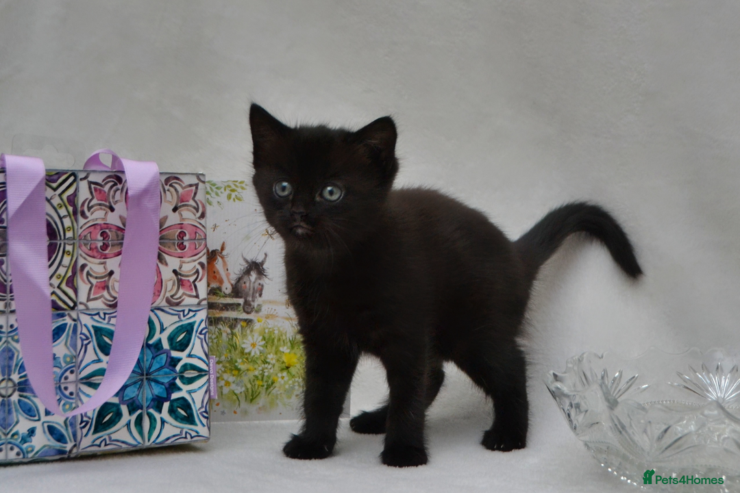 Mixed Breed cats for sale: Maine-Coone/Bombay Mixed Kitten - Image 2