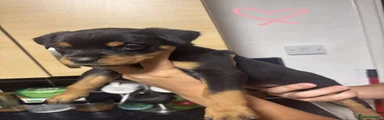 Rottweiler 2