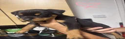 Rottweiler dogs for sale: READY TO GO! Rottweiler puppies  - Advert 14
