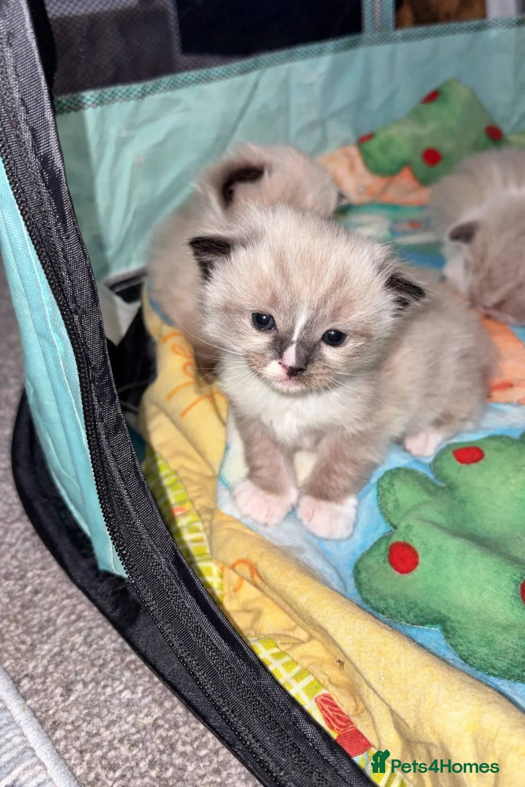 Ragdoll cats for sale: Microchipped Ragdoll Pedigree Kittens in Doncaster - Advert 12